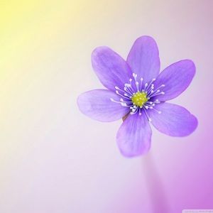 Meet your Posher, Ayla